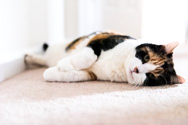 Closeup low angle ground level view of calico short hair cat on room indoor interior carpet lying down with bright light looking