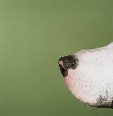 side view of Nose of Great Dane