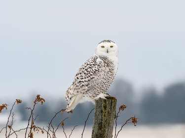 Female Snowy Owl Sitting on Fence Post, Portrait