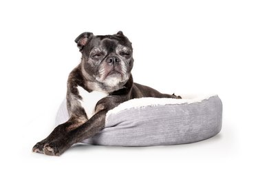 Isolated black dog sleeping in dog bed.