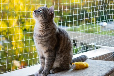 cat sitting on the balcony with nature in the background in Basel Switzerland