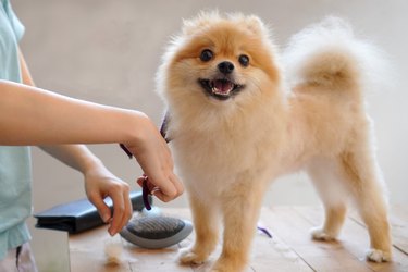 how to keep dog calm while cutting hair