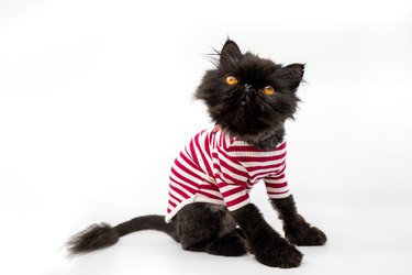 Funny black Persian exotic cat dressed in white and red striped t-shirt