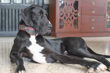 Black and White Great Dane Dog portrait