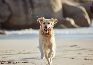 Energy, running and dog at the beach, freedom and playing in sand along, curious and fun in nature. Puppy, run and ocean trip for labrador being energetic, playful and active alone along the sea
