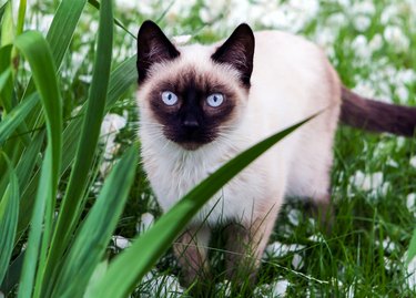 Siamese cat walking through the grass and looking at the camera.