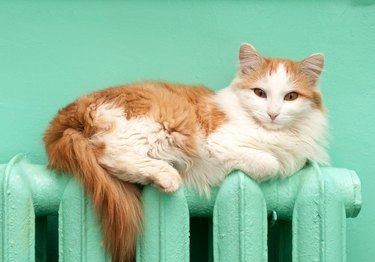 Ginger cat on a heating radiator