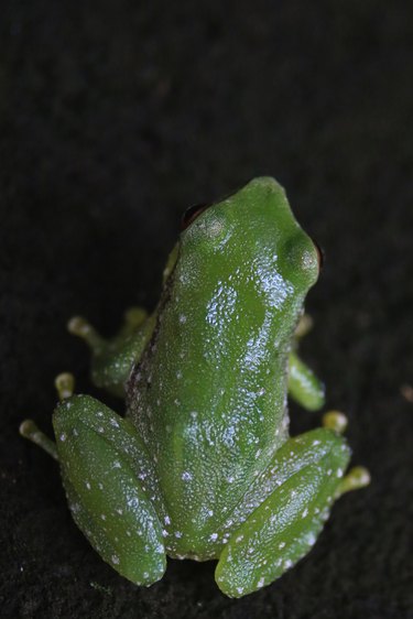 A small green frog as seen from above