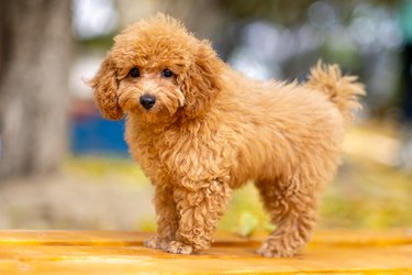 A red poodle puppy