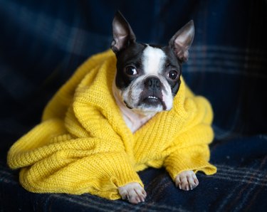 Autumn portrait of a Boston Terrier dog wrapped at home in a warm cozy yellow sweater. The concept of comfort and warmth.