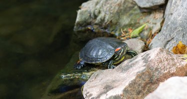 Red-eared slider turtle or trachemys scripta elegans reptile is resting on pond