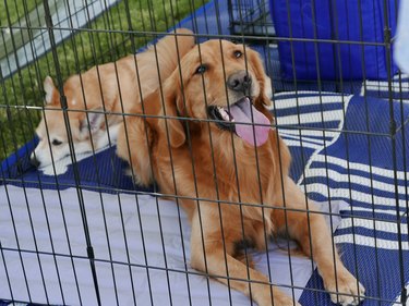 Golden Retriever in crate, waiting  for Adoption