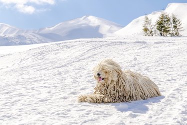 White Hungarian puli dog sitting in the snowy mountains on a clear day.