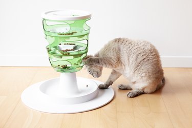 Close-up of playful cat touching and punching food with paw. Cat is taking out kibbles.