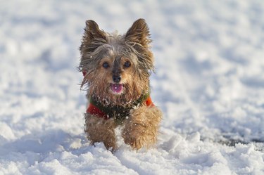 Beautiful cheerful little hairy Yorkshire Terrier dog running in the snow wearing a sweater and tongue out.