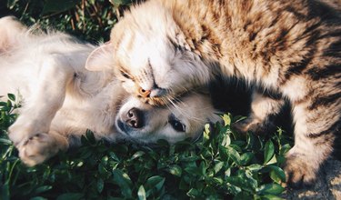 Close-up of cat and puppy cuddling together in grass