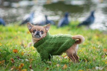 chihuahua wearing a green pullover - dressed dog