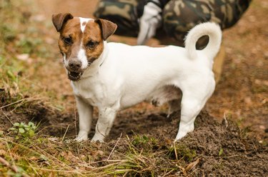 Jack Russell Terrier watches after digging the ground