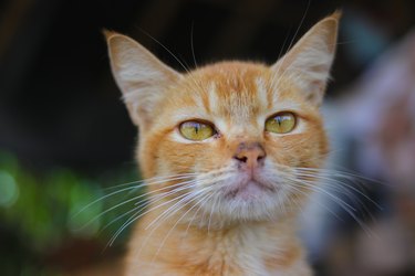 Eye With a Green Discharge in a Cat | Cuteness