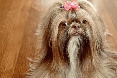 Long Haired Shih Tzu