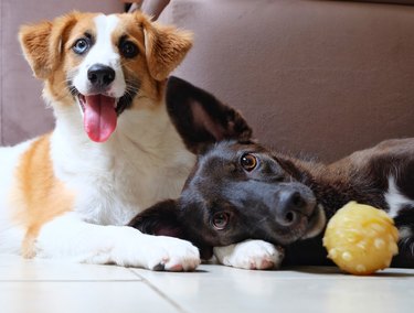 Two mixed-breed dogs are lying on the floor after playing with a ball