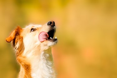 Hungry dog with their tongue out.