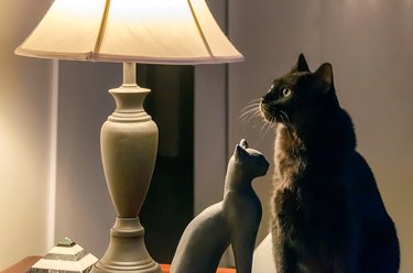 Black Bombay cat, black cat figurine and black lamp.