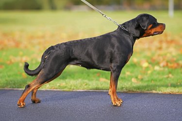 Rottweiler puppy store with white chest