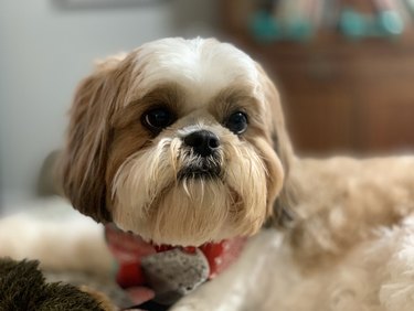 My shih tzu keeps best sale scratching but has no fleas