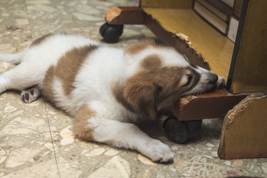 A mischievous two month old puppy gnaws at the wooden legs of office furniture while inside a room.