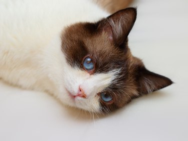 Snowshoe cat with blue eyes.