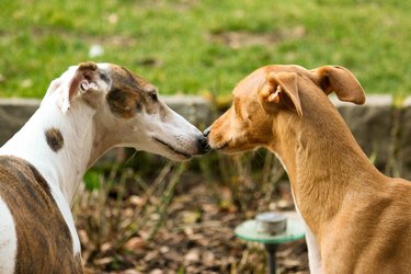 two beautiful kissing sighthounds in the garden