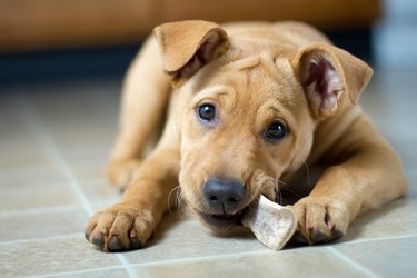 Labrabull Puppy dog chewing on bone