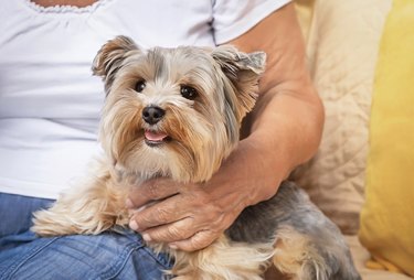 Hand of senior, elderly woman hugging lovely Yorkshire terrier (York).