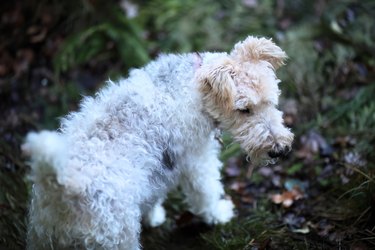 Cute Wire Fox Terrier