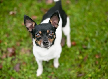 A tricolor Chihuahua mixed breed dog looking up