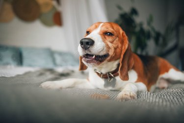 Funny portrait of a dog beagle breed.
