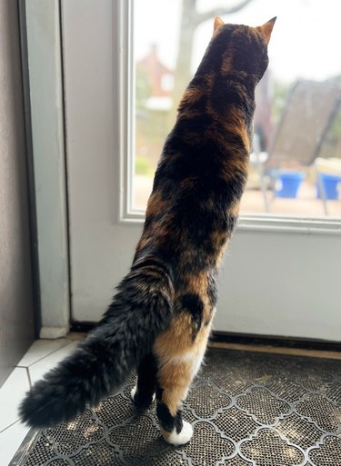 Calico Cat Standing up on Glass Door