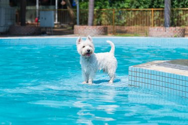 Cute west highlander dog playing in the pool