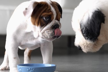 Bulldog and sheepdog standing over food bowl indoors