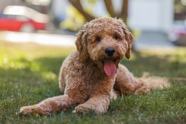 Goldendoodle Hairstyles Cuteness