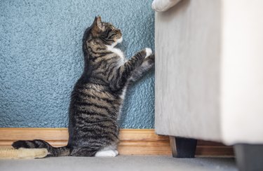 Tabby cat scratching at the side of a cream coloured couch