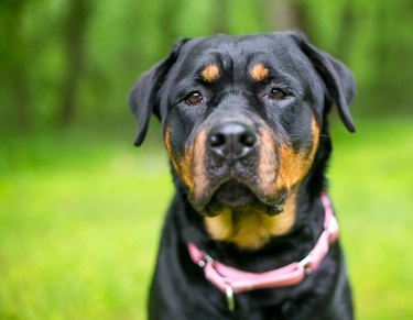 A Rottweiler dog wearing a pink collar