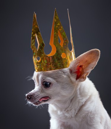 cute chihuahua with a gold paper crown