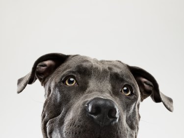 Pit bull dog staring portrait