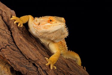 Close up of a Bearded Dragon.