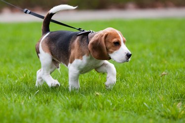 Beagle dog on the scent