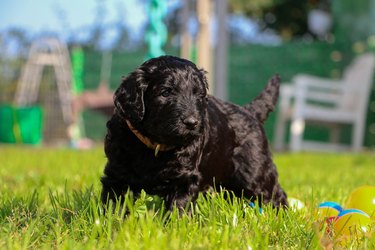 a small black mixed puppy in the garden with colorfull plastic balls