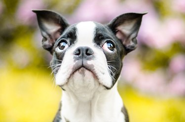 Puppy,Close-up of boston terrier looking away