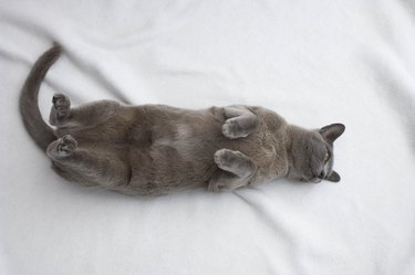 Burmese cat on their back with their paws raised up slighly and on a gray sheet.